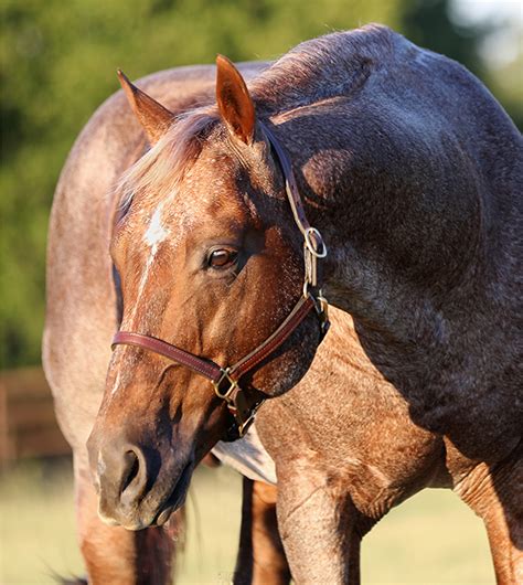 Metallic Cat - National Reined Cow Horse Association