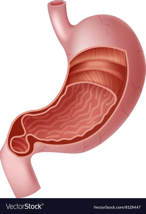 Cartoon of human internal stomach anatomy vector image on VectorStock ...