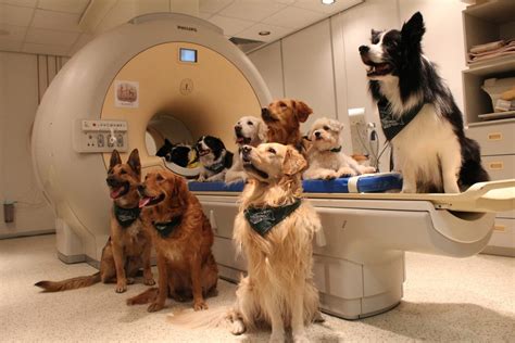 Brain scans show dogs get what we say and how we say it