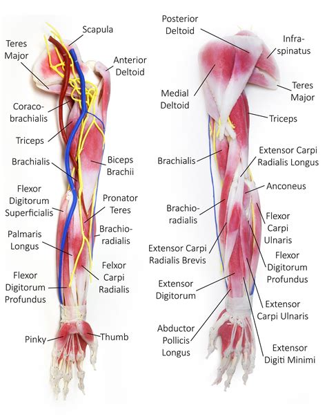 Arm Muscles Diagram - Human Anatomy Arm Muscles Anatomy Of Arm Muscles ...