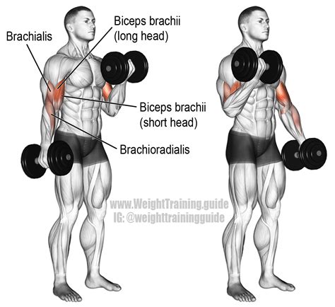 Dumbbell curl exercise instructions and video | Weight Training Guide | Musculation, Exercice ...