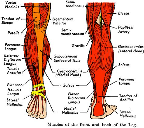 Muscles of lower leg - Digman Fitness