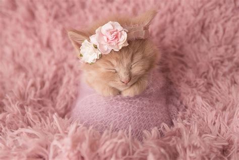 Adorable newborn photoshoot will make you want kittens over kids