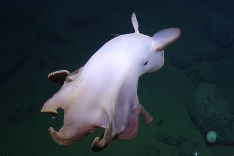 Scientists spot rare ‘Dumbo’ octopus on ocean floor