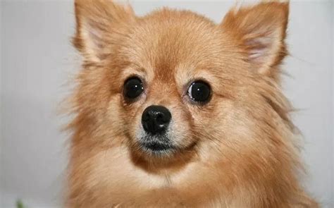 43+ Chihuahua Pomeranian Mix Puppies For Sale Photo - Bleumoonproductions