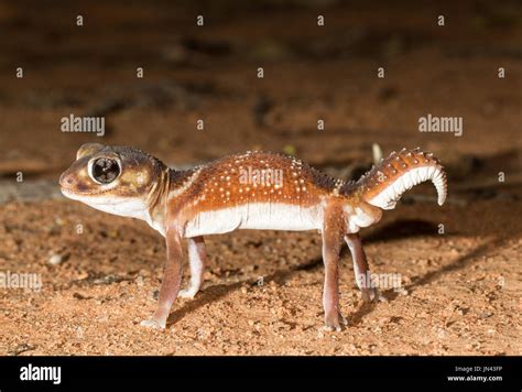 Smooth Knob-tailed Gecko Stock Photo - Alamy