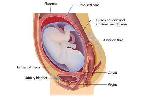 What Is Subchorionic Hematoma And Does It Harm Your Pregnancy?