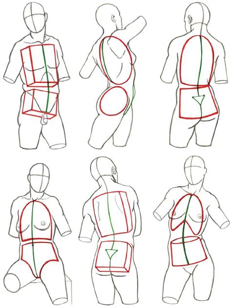 Structures and Planes of the Figure – Classic Human Anatomy in Motion: The Artis… | Human ...