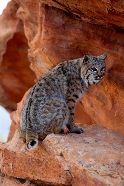 Wild Cats in Arizona You Might Found Roaming (2024)