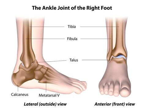 What Are Gliding Joints? - Body and Gliding Joint Movement | FIX24