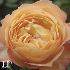 20 Harkness Roses ideas | heirloom roses, rose, english roses