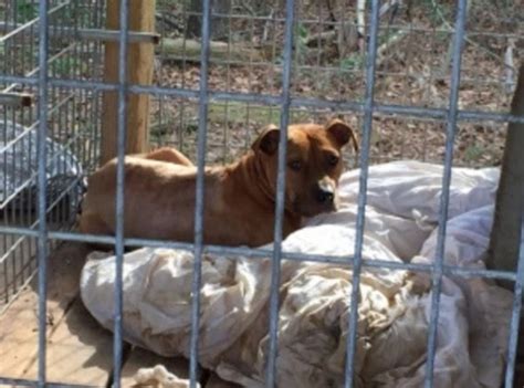 Sheriff’s Deputies Make Major Dog Fighting Ring Bust on Alabama ...