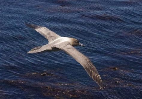 Albatrosses and petrels of the Auckland Islands | Te Papa’s Blog