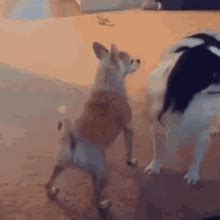 Dog Shaking His Ass GIF - Dog Shaking His Ass - Discover & Share GIFs