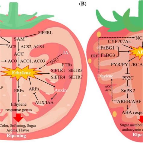 Different regulatory mechanisms of plant hormones in the ripening of climacteric and non ...