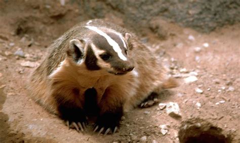 Wisconsin Symbols | Wisconsin State Animal | Badger (Taxidea taxus)