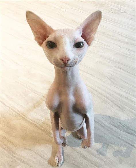 Happy Friday. Sphynx cat | Gatos egipcios, Gatos