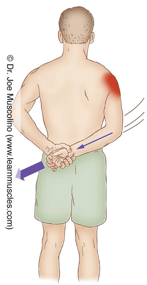 Deltoid (Middle) - Stretching - Learn Muscles