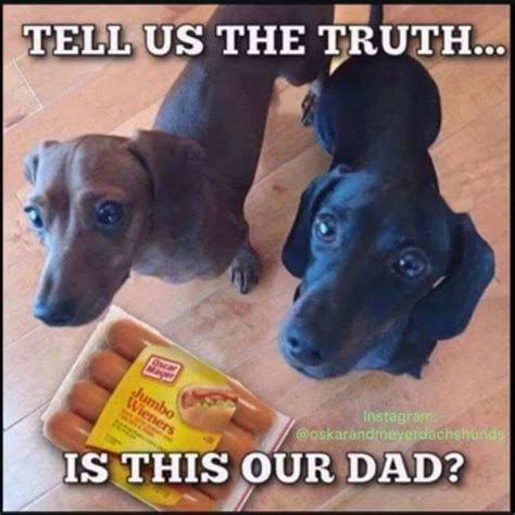 Pin by Nitza on Funny & cute dogs | Funny dachshund, Funny animal jokes ...