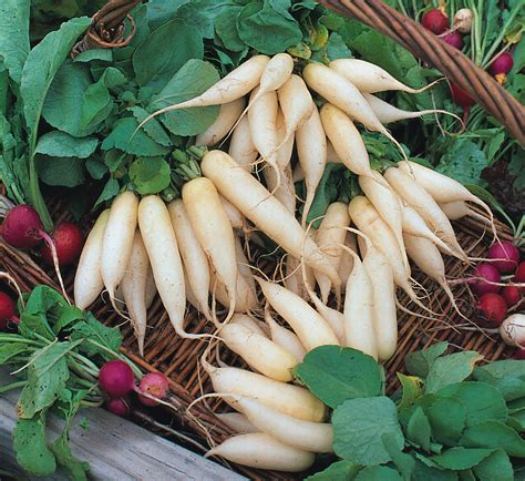 Radish White Icicle | Radish | Premier Seeds Direct ltd