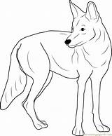 Western Coyote Coloring Page For Kids  Free Printable sketch template