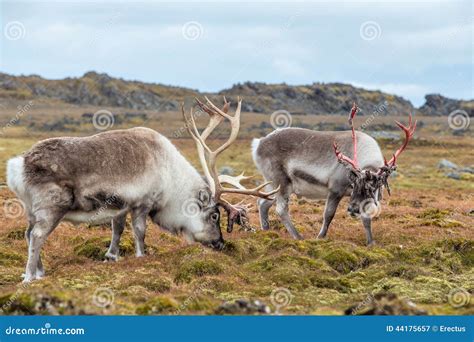 Arctic Reindeer Preparing To Shed Their Antlers. Stock Image - Image of habitat, climate: 44175657