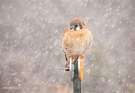 American Kestrel, highway hunting during the last snow storm.