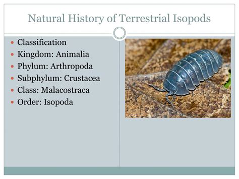 PPT - Isopods AKA: Rolly-pollies PowerPoint Presentation, free download ...