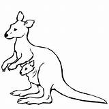 Kangaroo coloring Page  Animals Town color Sheet sketch template