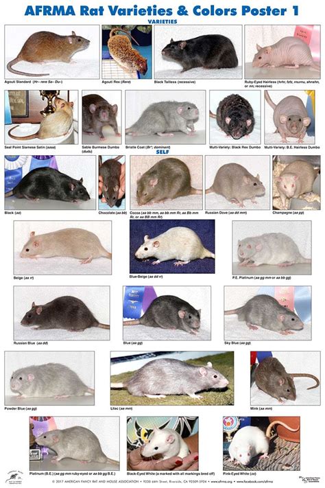 AFRMA Rat Varieties & Colors Posters: 2019 | Pet rats, Pet rodents, Cute rats
