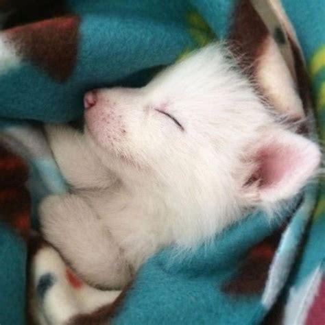 A Sleeping Baby Fox