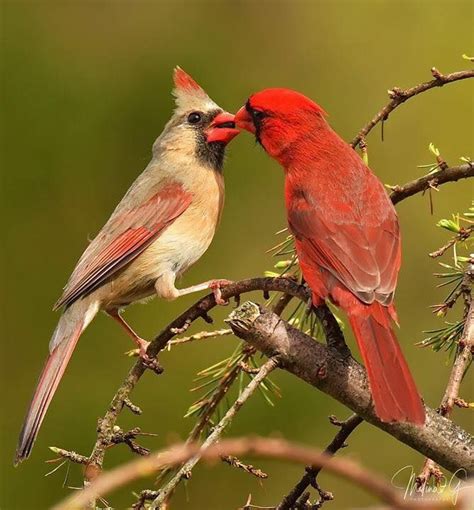 Male Cardinal feeding his mate.. ..NJ Photo by Melina Gioffre Fuda ...