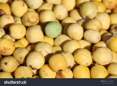 Marula: Over 611 Royalty-Free Licensable Stock Photos | Shutterstock