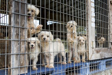 BREAKING NEWS - ASPCA Assists In Seizure of Nearly 100 Dogs From Florida Puppy Mill