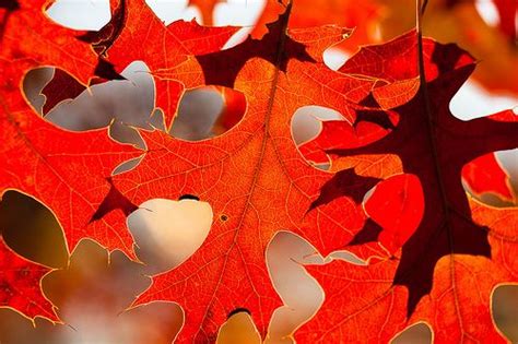 _MG_8890 - Oak leaves. (Explored) | Red oak leaf, Fall colors, Oak leaves