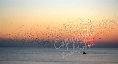 Starling Murmuration at Sunset Bird Card Blank Greeting - Etsy UK