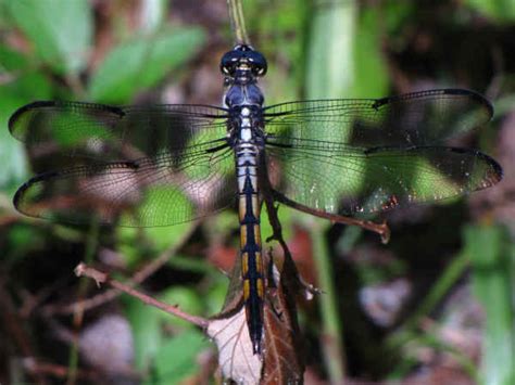 Types of Dragonflies for Dragonfly Identification - Green Nature