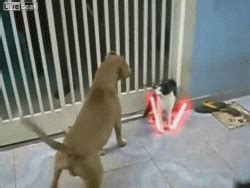 Cat Dogs GIF - Find & Share on GIPHY