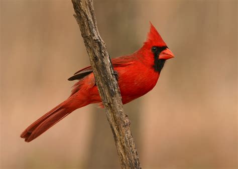 Do You Know Missouri's Official State Symbols? | Stacker