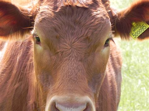 Brown Cow Free Stock Photo - Public Domain Pictures