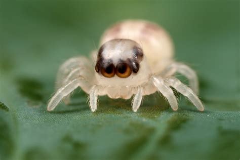 Top 10 Cute Spiders | Terrific Top 10