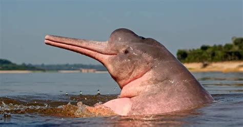 Amazon River Dolphin Behavior - AnimalBehaviorCorner