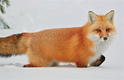 The Timid and Curious Red Fox - Nature Canada