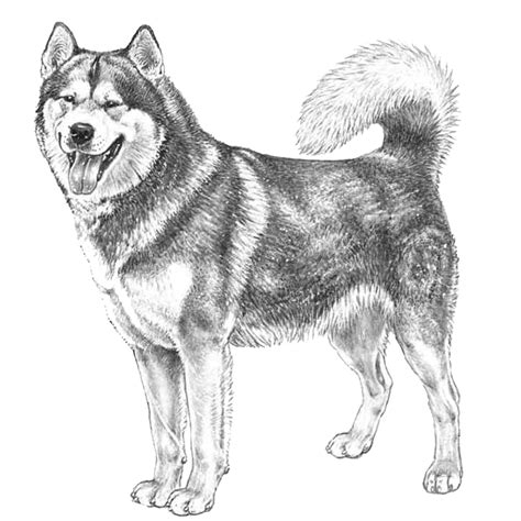 Alaskan Malamutes: Dog breed info, photos, common names, and more — Embarkvet