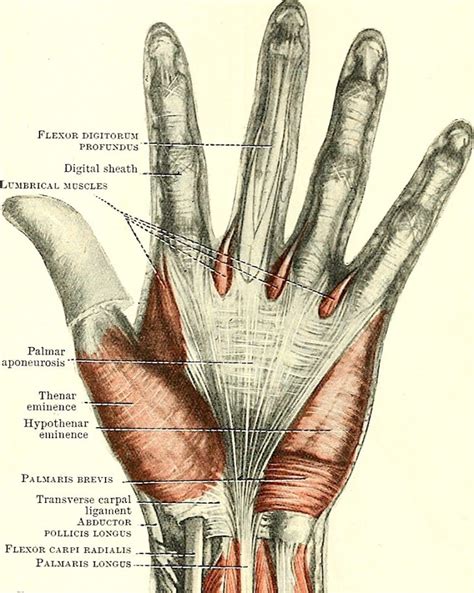 Fun Fact: Palmar Aponeurosis – Outlander Anatomy