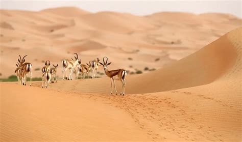 Saudi Arabia’s wildlife sanctuaries help preserve a wealth of biodiversity | Arab News