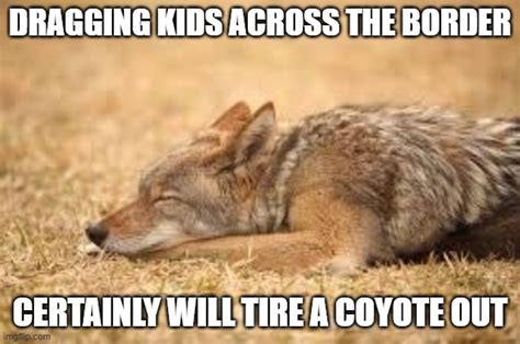 tired coyote - Imgflip