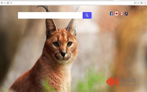 Wild Cats Wallpaper Full HD Themes Chrome插件下载及使用教程 - 网多鱼