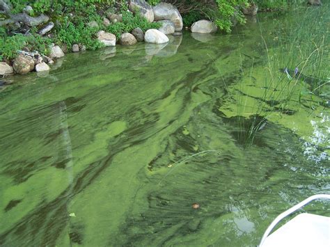 Something Wild: Cyanobacteria | New Hampshire Public Radio