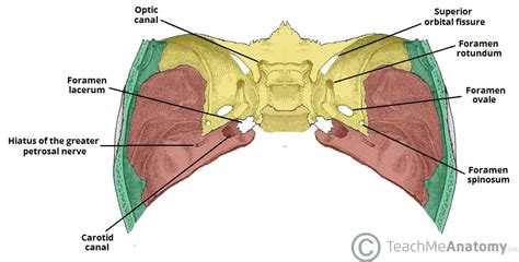 Middle Cranial Fossa - Boundaries - Contents - TeachMeAnatomy